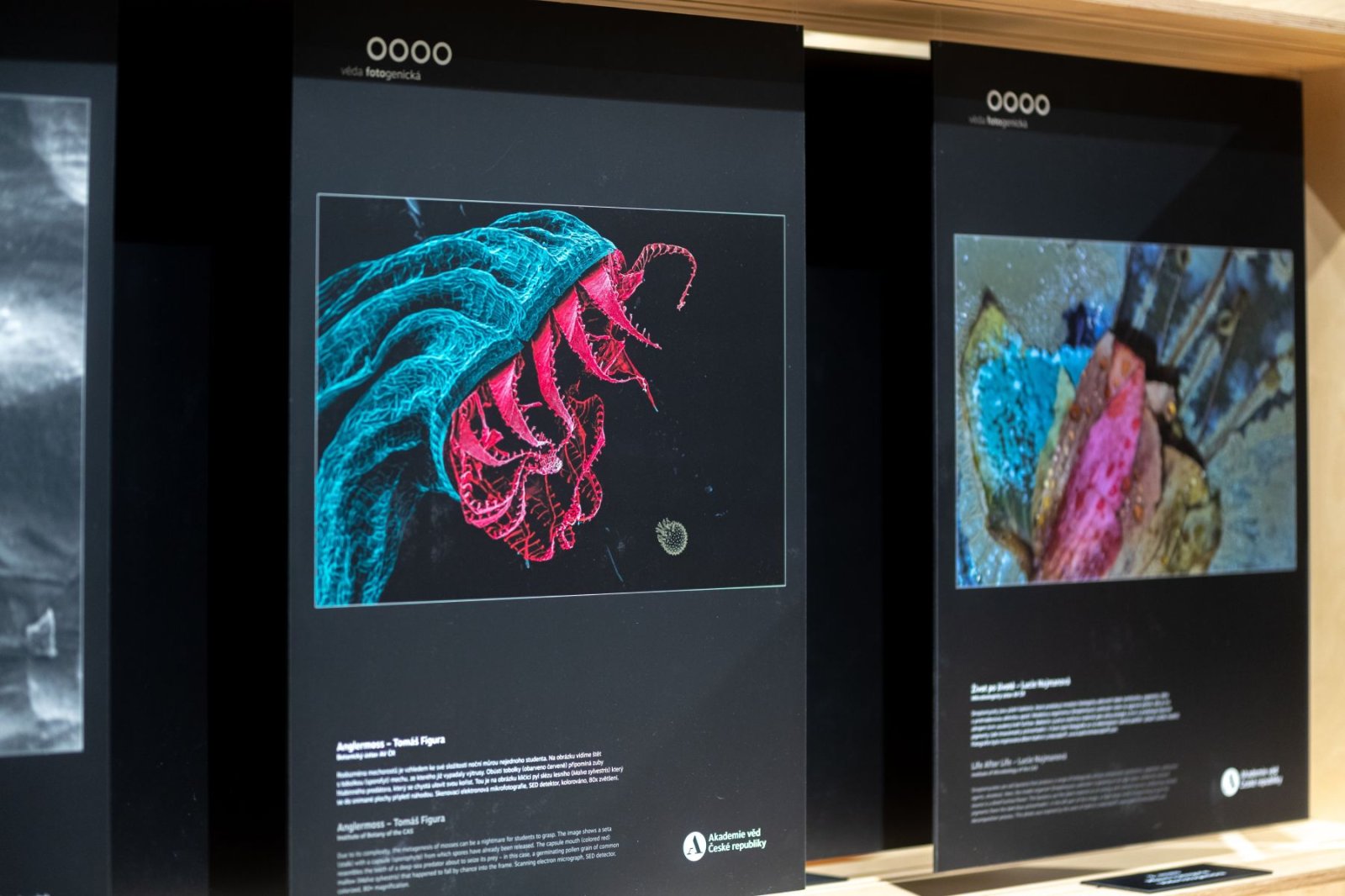 Mechorost jako predátor. Výstava Věda fotogenická ukazuje krásy vědy i humor